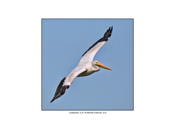 _1SB6550 american white pelican a6x6.jpg